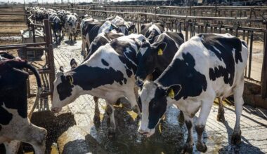 Court upholds confidentiality for dairies during HPAI outbreak