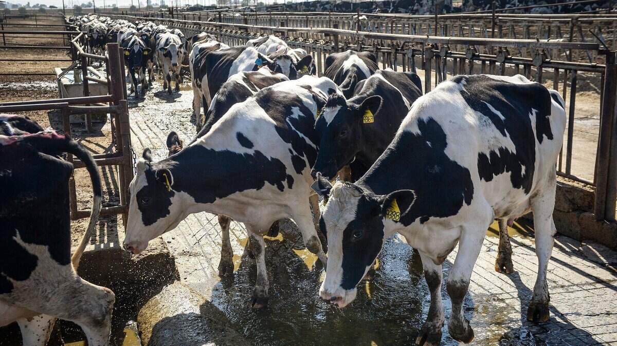 Court upholds confidentiality for dairies during HPAI outbreak