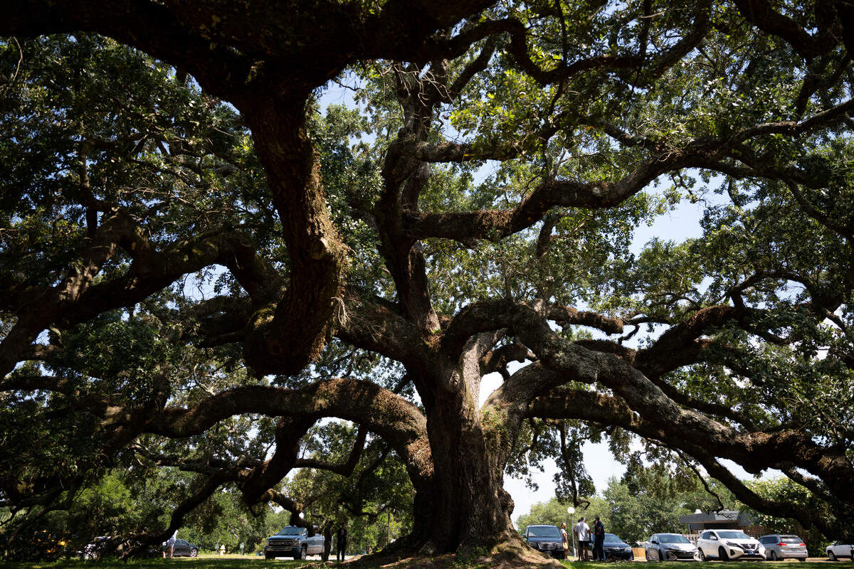 The Sara Hunt Live Oak is seen Tuesday at the South Mississippi Regional Center in Long Beach.