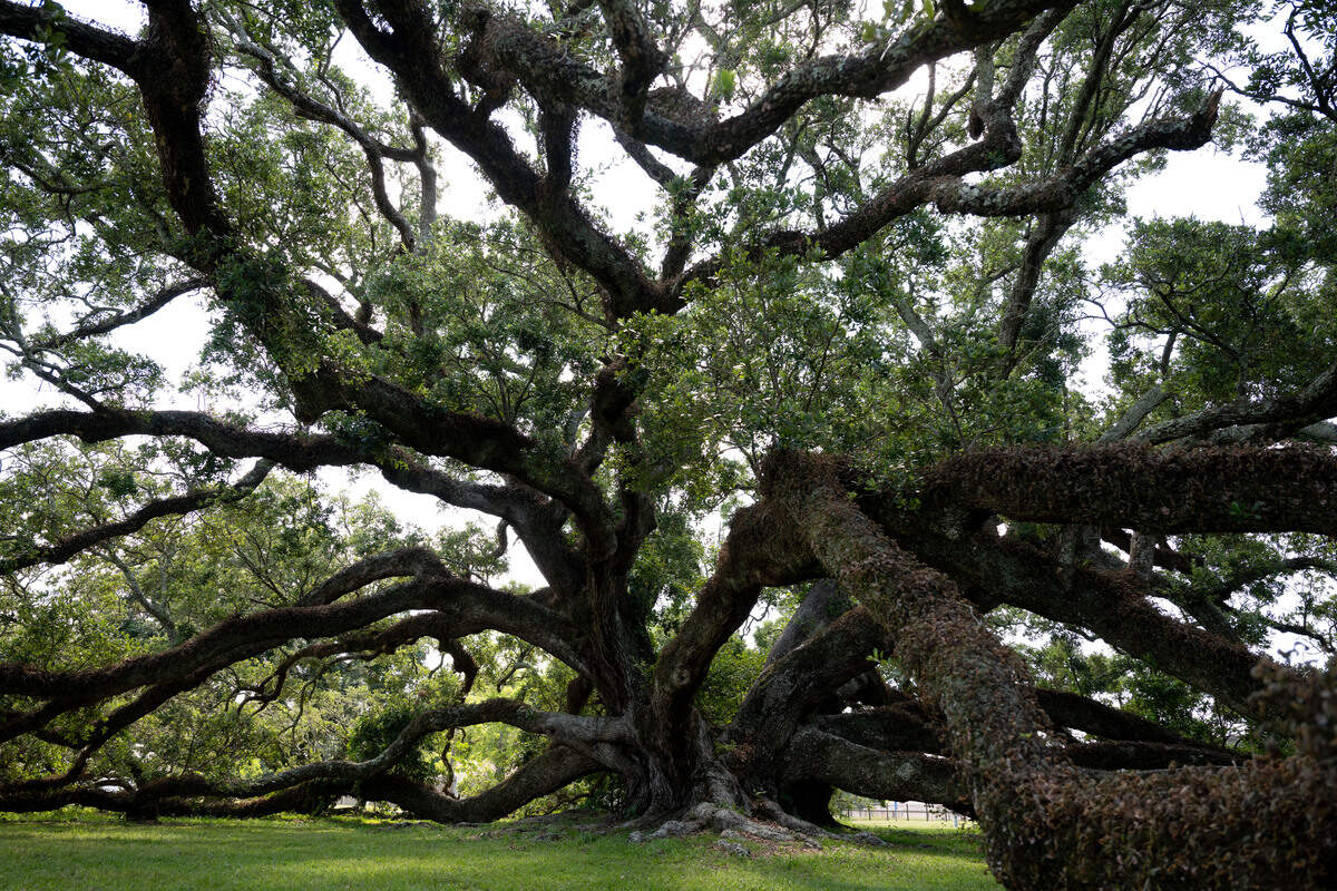 The E.O. Hunt Live Oak is seen Tuesday at the South Mississippi Regional Center in Long Beach.