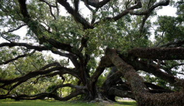 Two South MS live oak trees stand as giants in Long Beach