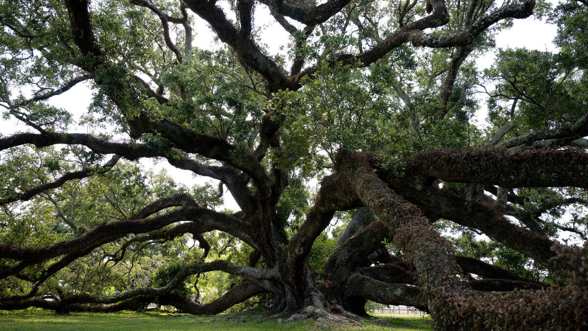 Two South MS live oak trees stand as giants in Long Beach