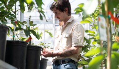 Jeffrey Groh in beige shirt tending potted avocado plants in a sunlit greenhouse