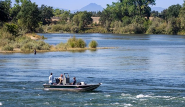 Popular bat tours return to Yolo Bypass area in July