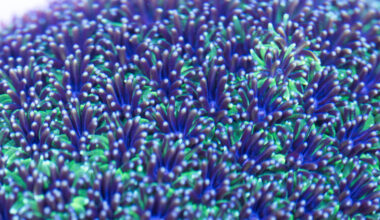 closeup of hundreds of tiny blue, purple and green coral polyps