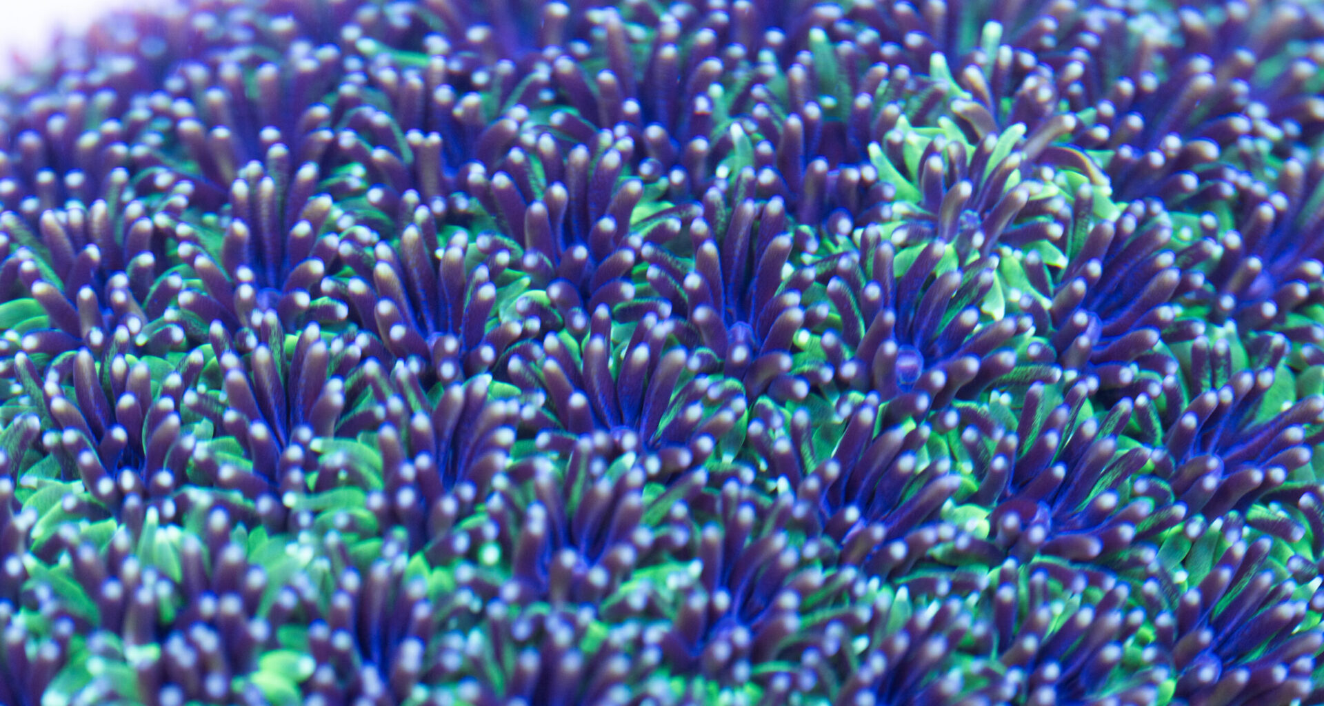 closeup of hundreds of tiny blue, purple and green coral polyps