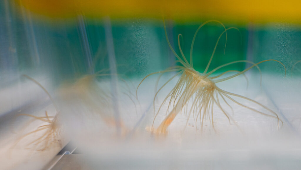 light brown stalk with lots of tentacles
