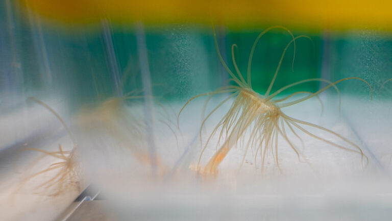 light brown stalk with lots of tentacles