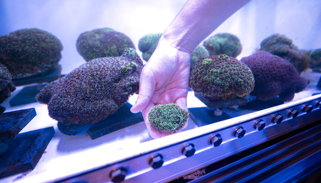 a hand holding a small piece of living coral in a tank of larger corals