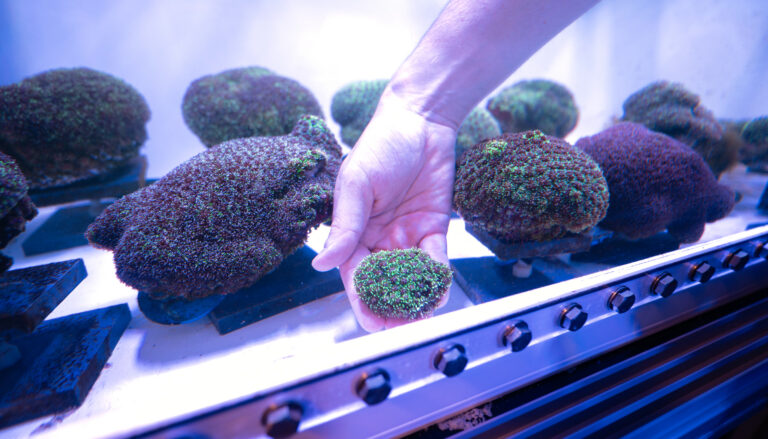 a hand holding a small piece of living coral in a tank of larger corals