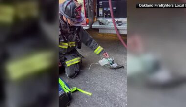 Viral video shows firefighters rescuing a distressed pigeon