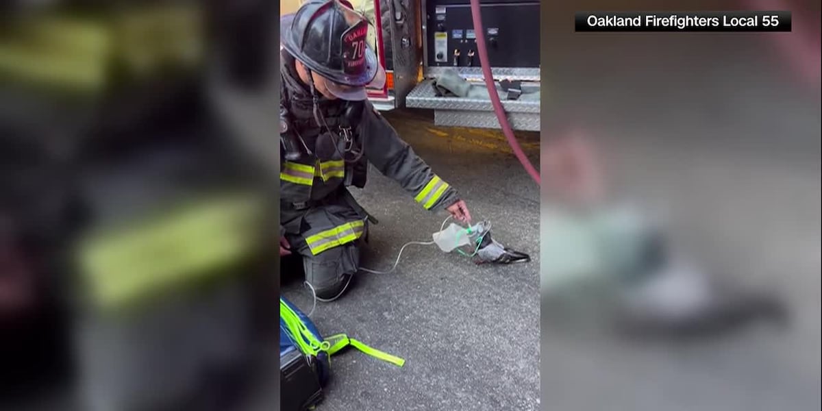 Viral video shows firefighters rescuing a distressed pigeon
