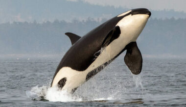 Image of Killer Whale Jumping Out of Ocean