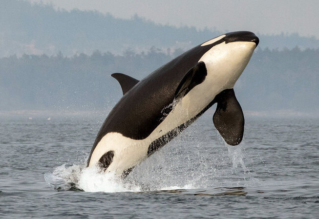 Image of Killer Whale Jumping Out of Ocean