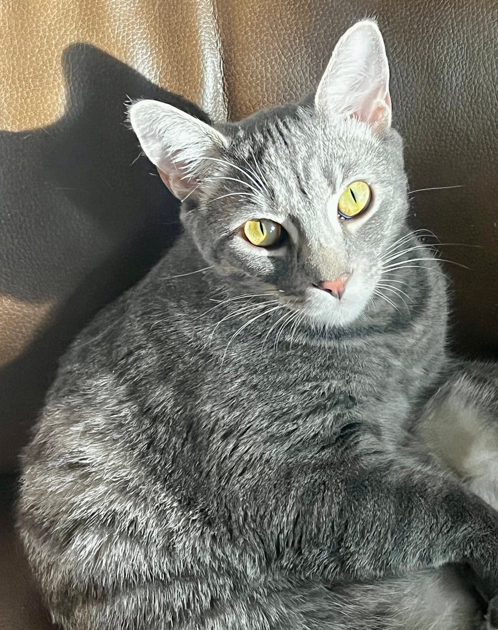 A gray cat sits peacefully.