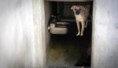 Can a $14.2 million partnership help fix LA’s struggling animal shelters? – Daily News