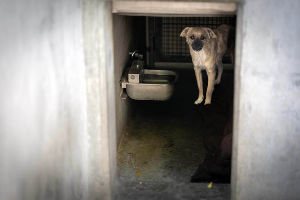 Can a $14.2 million partnership help fix LA’s struggling animal shelters? – Daily News