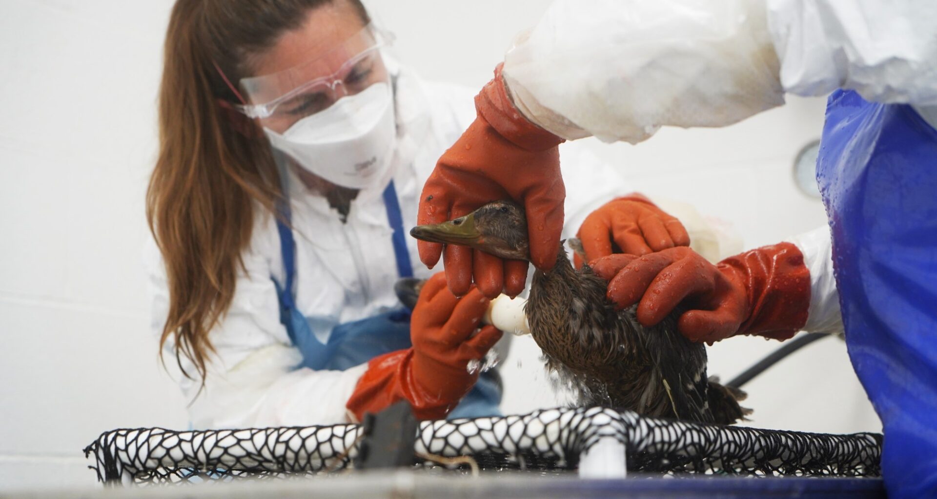 Cleanup effort slogs on, weeks after East LA oil spill – Daily News