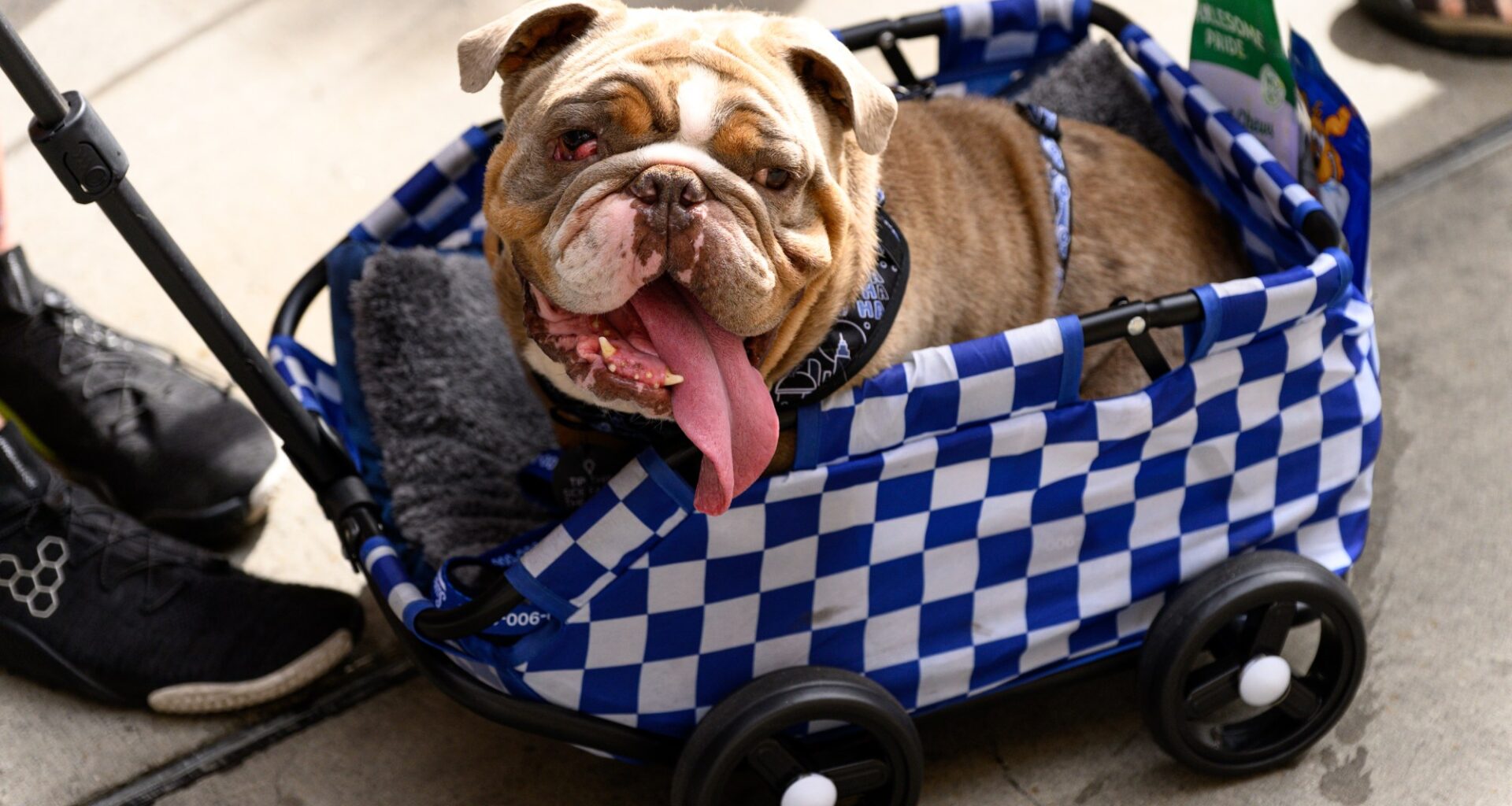 LA Mission lends a paw to pets of low-income residents Downtown – Daily News