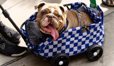 LA Mission lends a paw to pets of low-income residents Downtown – Daily News