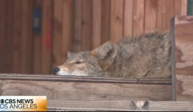 How do you get coyotes to leave West Hollywood condo construction site? – Orange County Register
