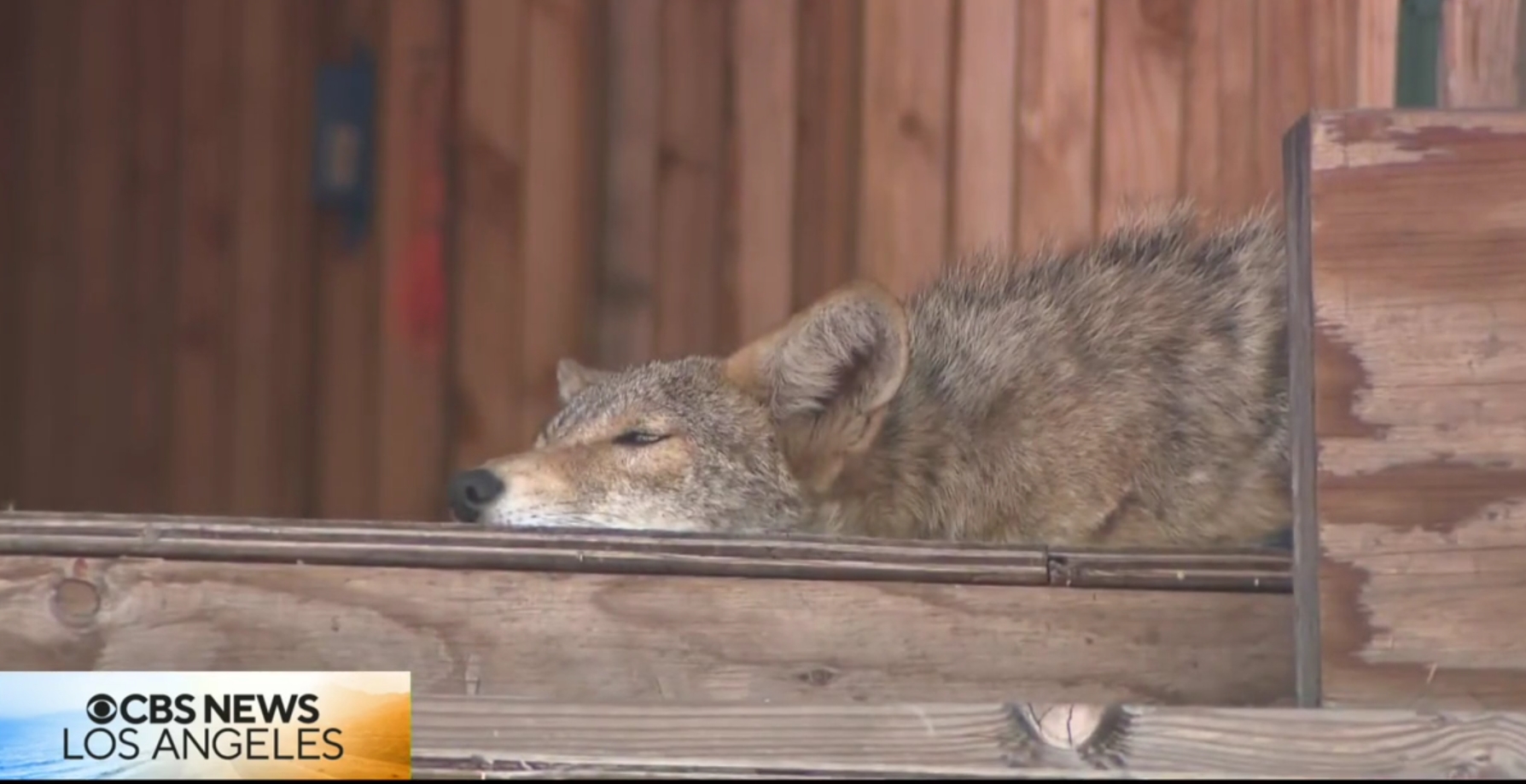 How do you get coyotes to leave West Hollywood condo construction site? – Orange County Register