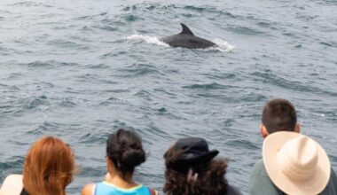 Aquarium of the Pacific’s whale I.D. program helps track ocean health amid warming waters – Press Telegram