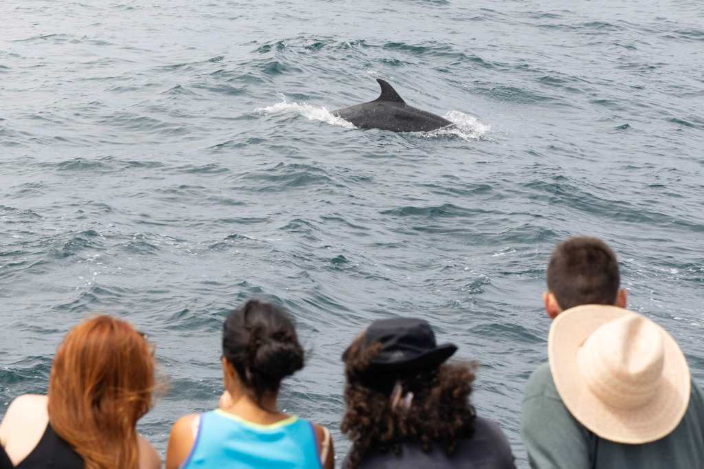 Aquarium of the Pacific’s whale I.D. program helps track ocean health amid warming waters – Press Telegram