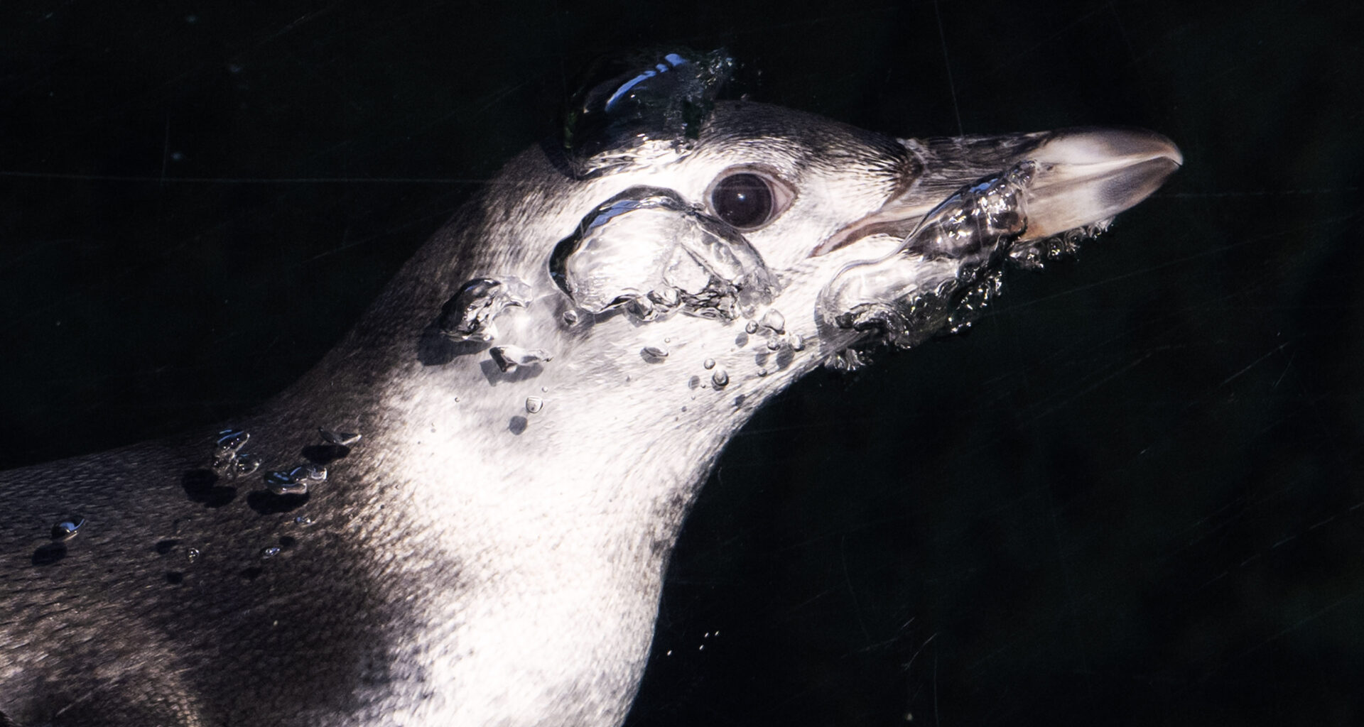 Aquarium of the Pacific welcomes new chick Ari to penguin habitat – Press Telegram