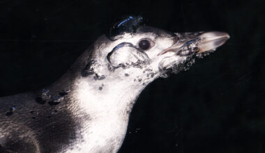 Aquarium of the Pacific welcomes new chick Ari to penguin habitat – Press Telegram