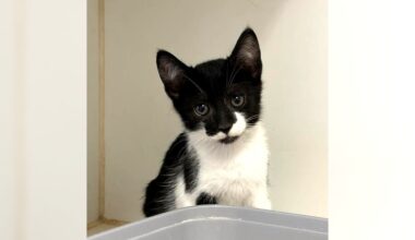 Pets of the Week: Domino and Cutie Pie are ready for adoption – Press Telegram