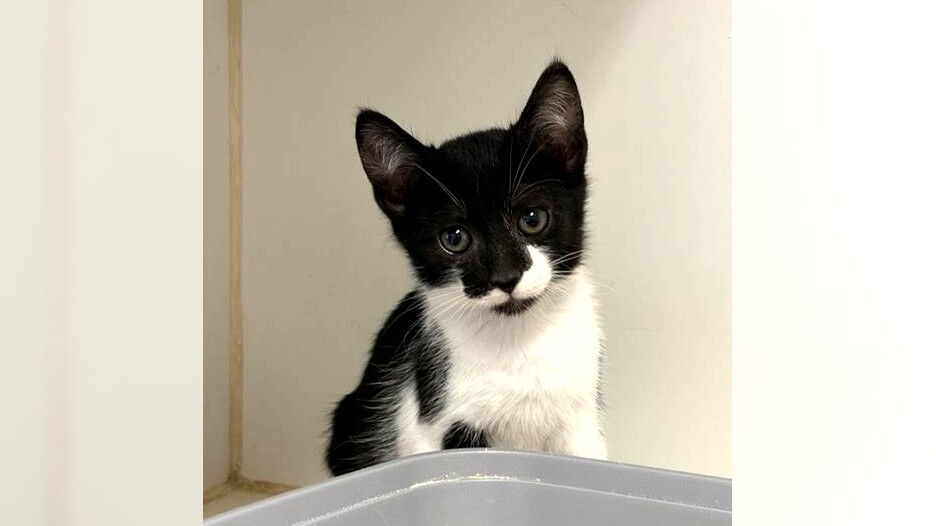Pets of the Week: Domino and Cutie Pie are ready for adoption – Press Telegram