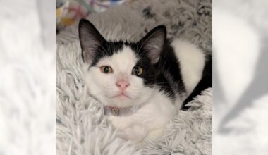 Pets of the Week: Johnny B. Goode and Panchita are ready for adoption – Press Telegram