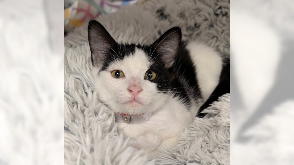 Pets of the Week: Johnny B. Goode and Panchita are ready for adoption – Press Telegram