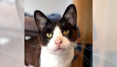 Pets of the Week: Dapper and Wilfred are ready for adoption – Daily Breeze