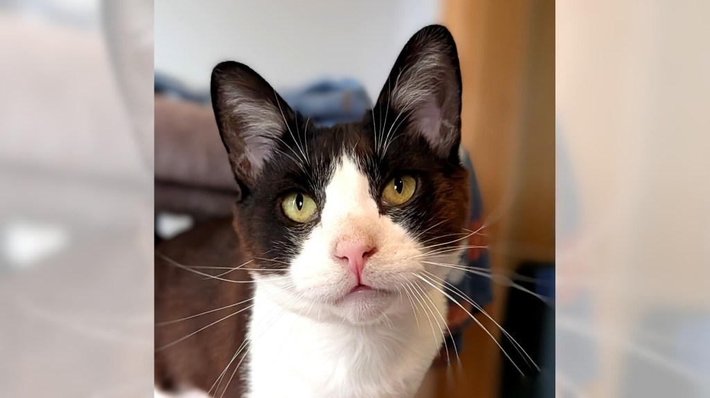 Pets of the Week: Dapper and Wilfred are ready for adoption – Daily Breeze