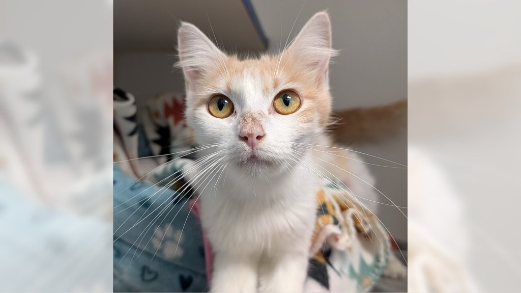 Pets of the Week: Bunny and Silas are ready for adoption – Press Telegram