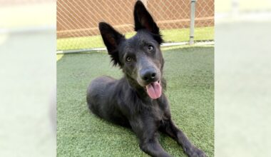 Pets of the Week: Opossum and True are ready for adoption – Daily Breeze