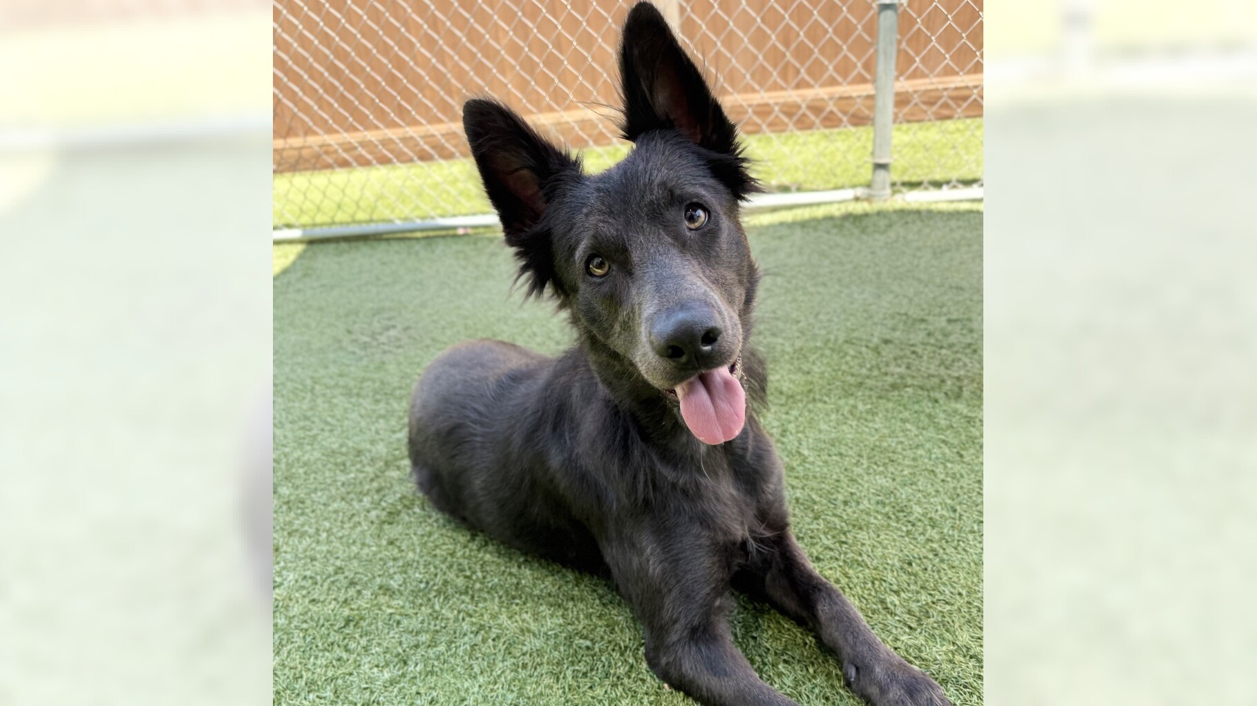 Pets of the Week: Opossum and True are ready for adoption – Daily Breeze