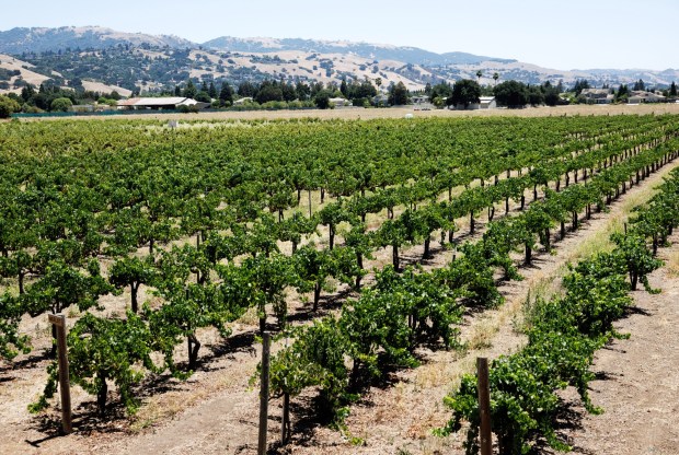 A vineyard at Guglielmo Winery is seen in Morgan Hill, Calif., on Monday, June 22, 2026.