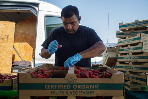 SAN MATEO, CA - AUGUST 14: Jose Carpio with Rodriguez Farms from Watsonville boxes strawberries for customers at the farmers market at the College of San Mateo in Calif., on Saturday, August, 14, 2021. The Pacific Coast Farmers' Market Association hosts this and many other markets around the Bay Area. (Anda Chu/Bay Area News Group)