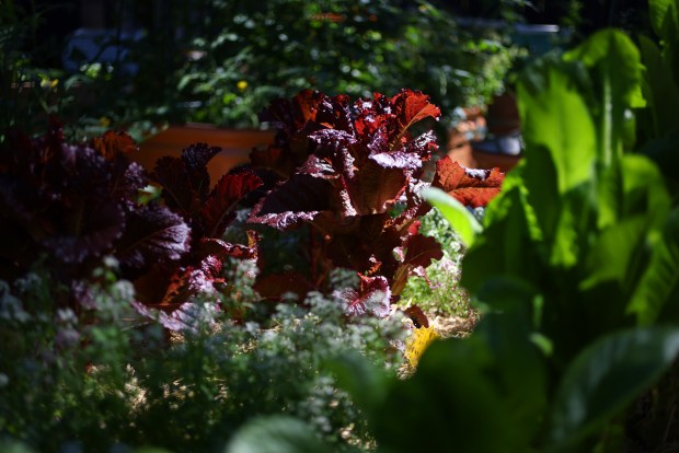 Lettuce grows in the back of Kellie Joe's home on Thursday, May 14, 2026, in Pleasant Hill, Calif. Joe holds private pizza parties in her backyard space. (Aric Crabb/Bay Area News Group)