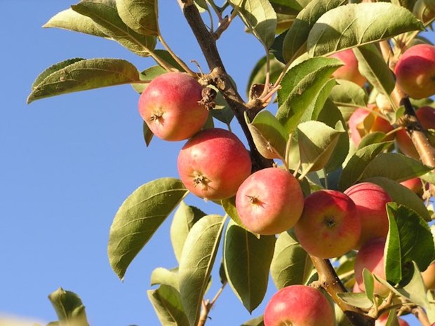 The antique Hewes Virginia Crab was the most important cider apple in the 18th century. It was used by George Washington and Thomas Jefferson for the estate ciders. (Courtesy of Trees of Antiquity)