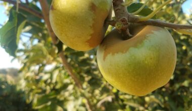 A slice of history: California nursery specializes in heirloom fruit trees – Marin Independent Journal