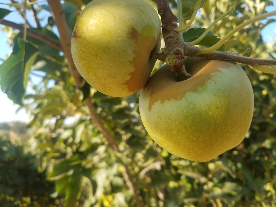 A slice of history: California nursery specializes in heirloom fruit trees – Marin Independent Journal