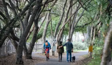 Mountain View adopts biodiversity, urban forest plan