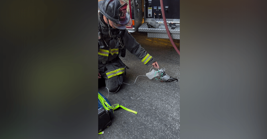 Oakland firefighters honored for saving pigeon that suffered smoke inhalation