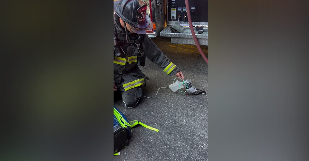 Oakland firefighters honored for saving pigeon