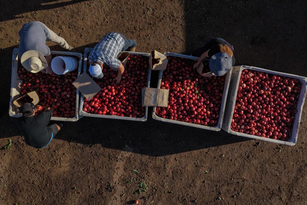 A California farmer is giving away tons of nectarines that he’s not allowed to sell – Orange County Register