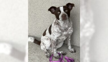 Cattle dog mix Espresso is up for having fun – Orange County Register